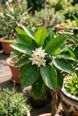 Citrus nobilis sur tige