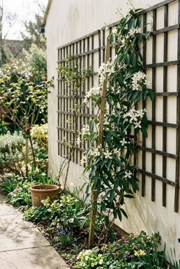 Clematis armandii Stok
