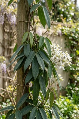 Clematis armandii Stok