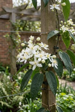 Clematis armandii 'Snowdrift' Tige