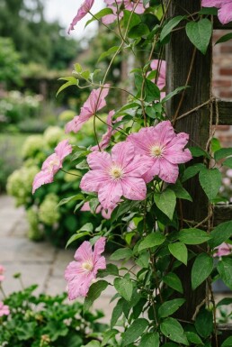 Clematis 'Bagatelle' tuteurée