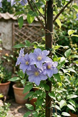 Clematis 'Blekitny Aniol' Tuteur