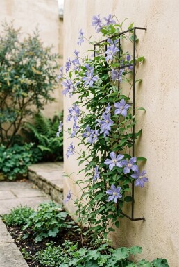 Clematis 'Blekitny Aniol' Tuteur