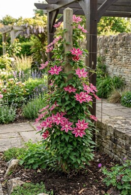 Clematis 'Capitaine Thuilleaux' Tuteur