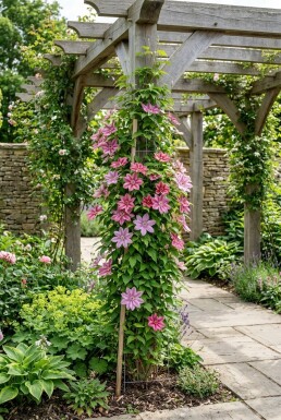 Clematis 'Capitaine Thuilleaux' Tuteur