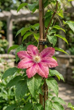 Clematis 'Capitaine Thuilleaux' Tuteur