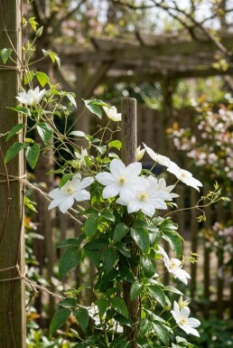 Clematis 'Early Sensation' Tuteur