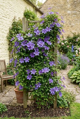 Clematis 'Etoile de Malicorne' Tuteur 70 cm C2