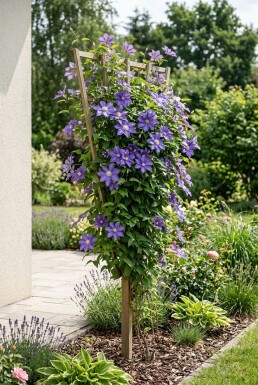 Clematis 'Etoile de Malicorne' Tuteur 70 cm C2