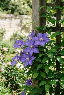 Clematis 'Etoile de Malicorne' Tuteur 70 cm C2