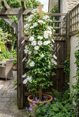 Clematis florida 'Alba Plena' sur tuteur