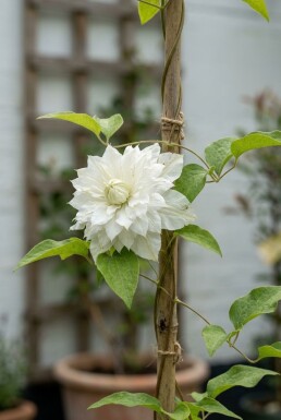 Clematis florida 'Alba Plena' sur tuteur