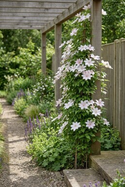 Clematis 'Gladys Picard' Tuteur