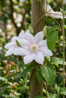 Clematis 'Gladys Picard' Tuteur