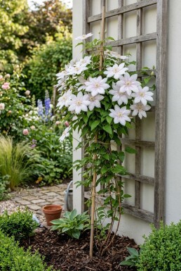 Clematis 'Jan Pawel II' Tuteuré