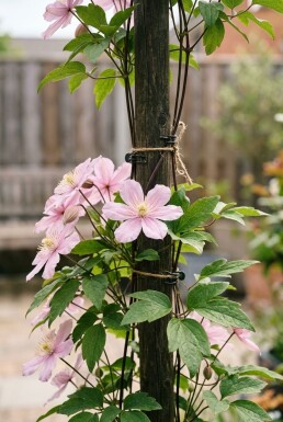 Clematis 'Joe' Tuteur