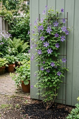 Clematis 'Joe' Tuteur