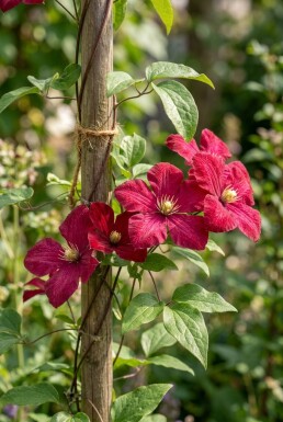 Clematis 'Madame Julia Correvon' Tuteur