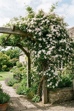 Clematis montana Stok