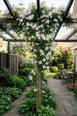Clematis montana Stok