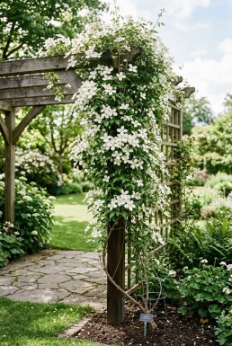 Clematis montana alba Stok
