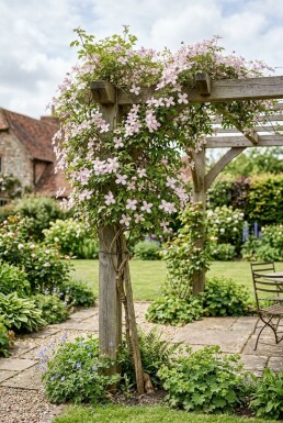 Clematis montana 'Fragrant Spring' Tige