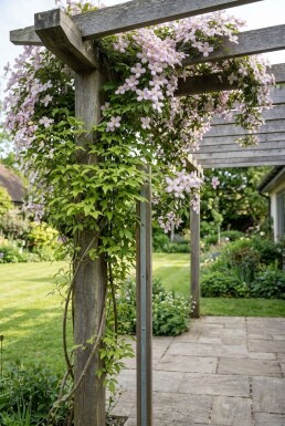 Clematis montana 'Fragrant Spring' Tige