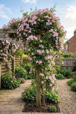Clematis montana 'Freda' Tuteur