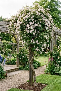 Clematis montana 'Superba' Stok