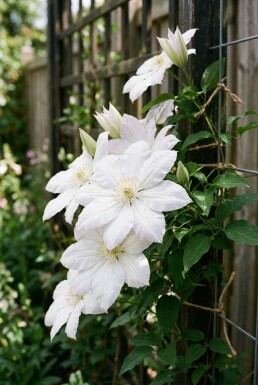 Clematis 'Mrs George Jackman' Tuteur