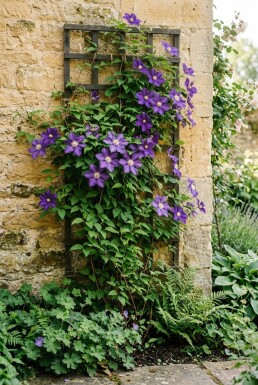Clematis 'Mrs George Jackman' Tuteur