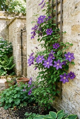 Clematis 'Mrs George Jackman' Tuteur