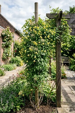 Clematis orientalis Stok