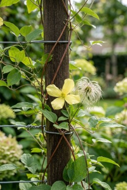 Clematis orientalis Stok