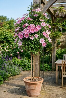 Clematis 'Piilu' Tuteur