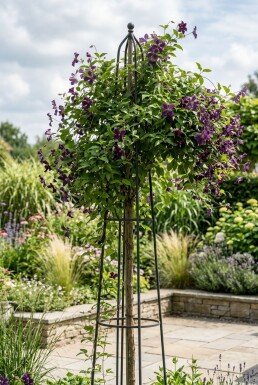 Clematis 'Polish Spirit' avec tuteur