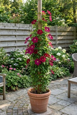 Clematis 'Rouge Cardinal' Tuteur
