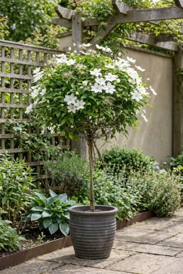 Clematis 'Shirayukihime' Tige