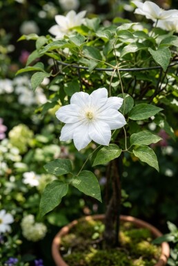 Clematis 'Shirayukihime' Tige