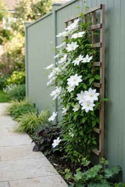 Clematis 'Shirayukihime' Tige