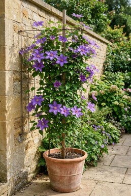 Clematis 'Star of India' Tuteur