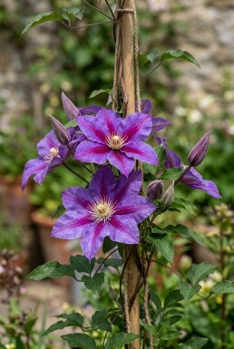 Clematis 'Star of India' Tuteur