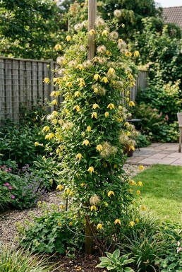 Clematis tangutica Tuteur
