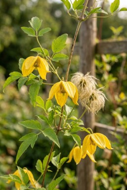 Clematis tangutica Tuteur
