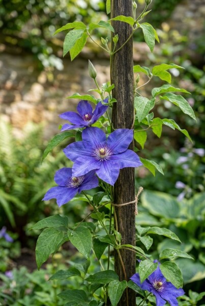 Clematis 'The President' Tuteur