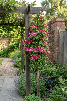 Clematis 'Ville de Lyon' Tuteurée