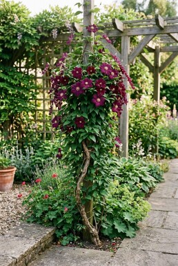 Clematis 'Warszawska Nike' Tuteur
