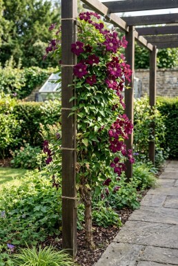 Clematis 'Warszawska Nike' Tuteur