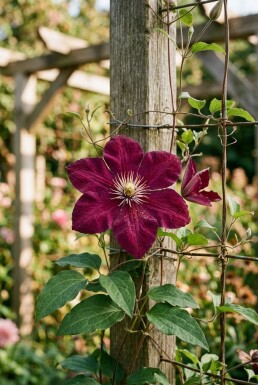 Clematis 'Warszawska Nike' Tuteur