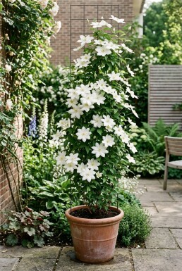 Clematis 'Snow Queen'